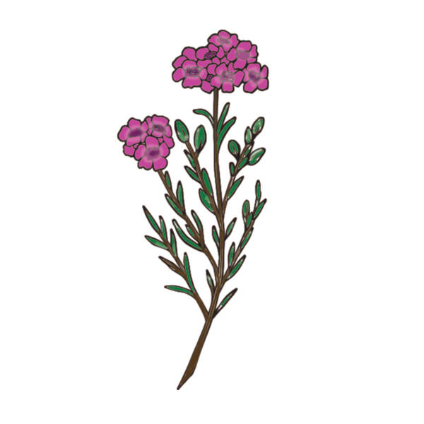 Couture Creations - Australia's Natural Beauties - Stamp and Die Set - Wax Flower